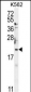 BTG2 Antibody (N-term)